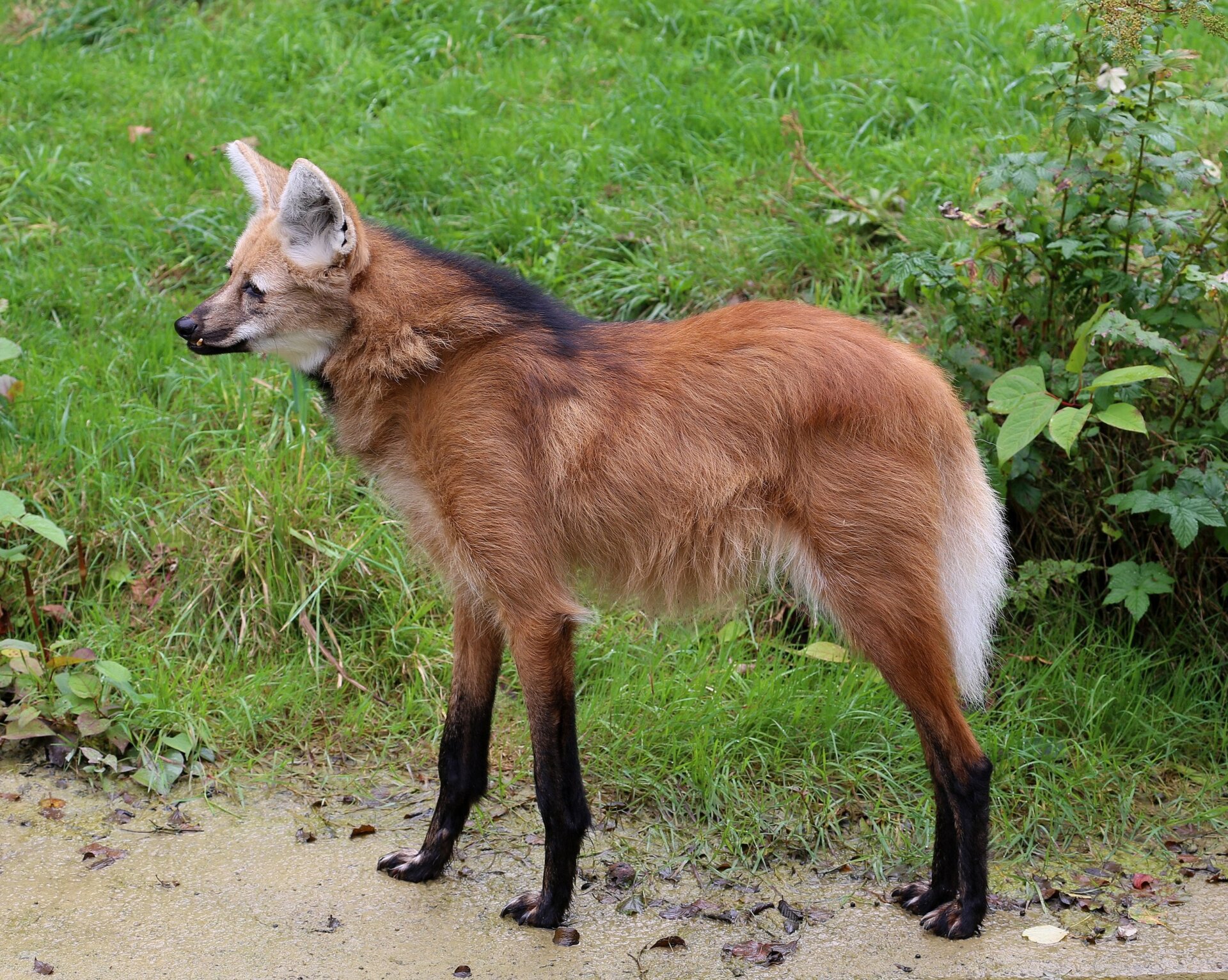 Photo: Rufus46/Wikimedia Commons