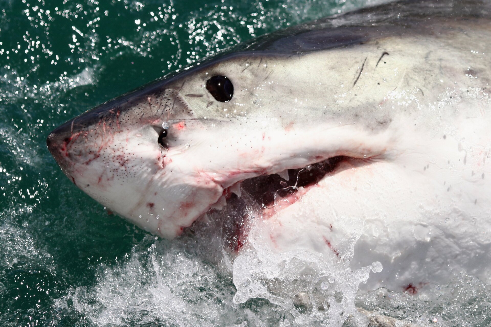 Contrasombreado de un gran tiburón blanco visto frente a Sudáfrica en 2009.