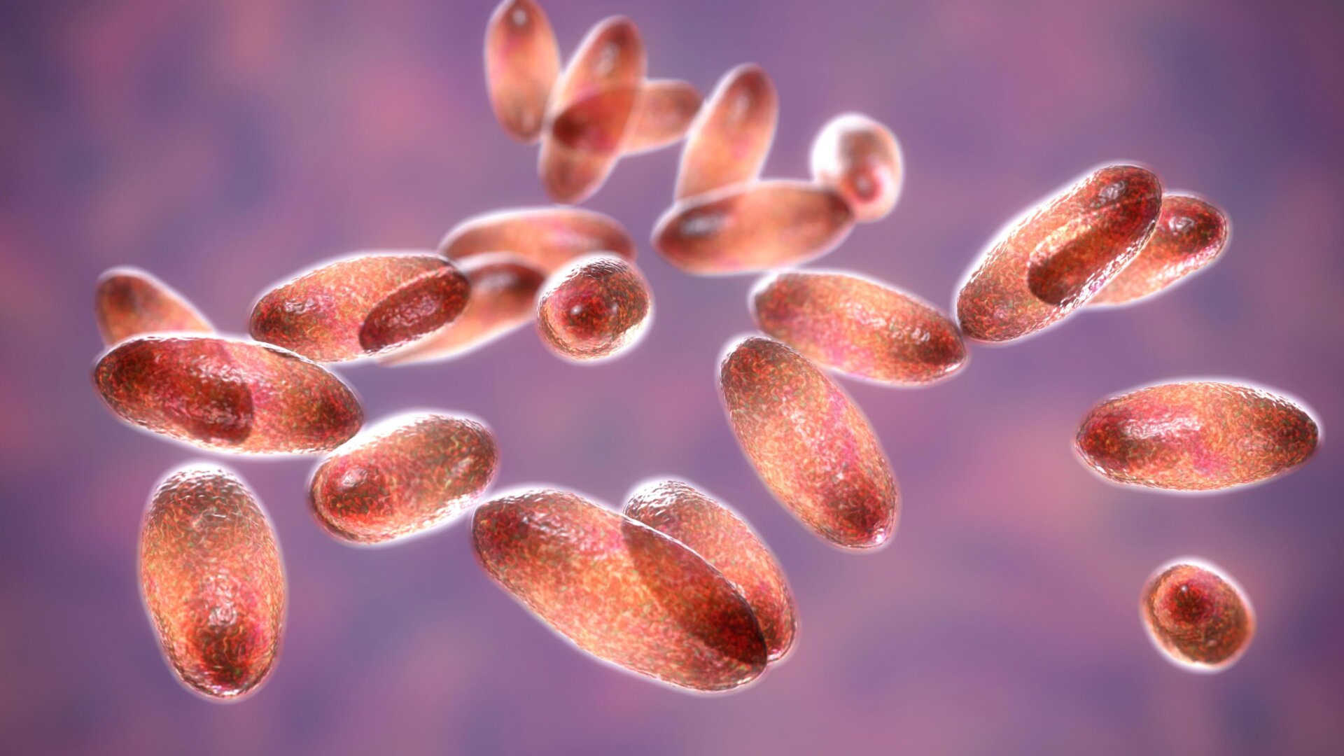 Una ilustración 3D de Yersinia pestis, las bacterias que causan la plaga.