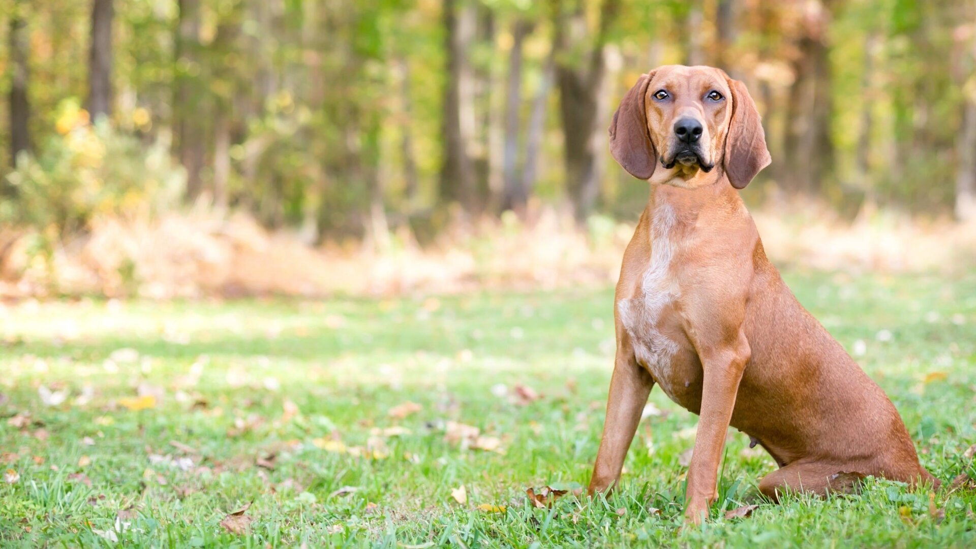 Un coonhound de hueso rojo.