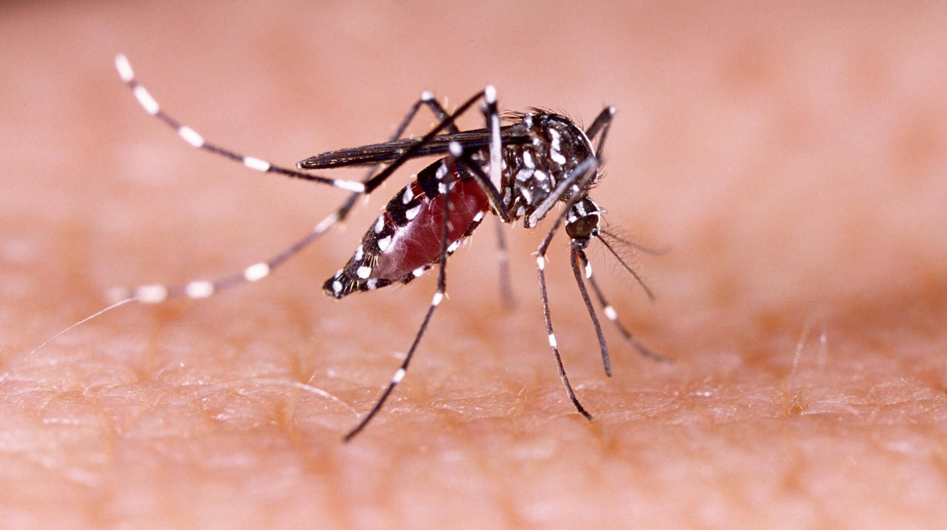un Aedes aegypti mosquito, que se sabe que propaga el dengue y otras enfermedades peligrosas.