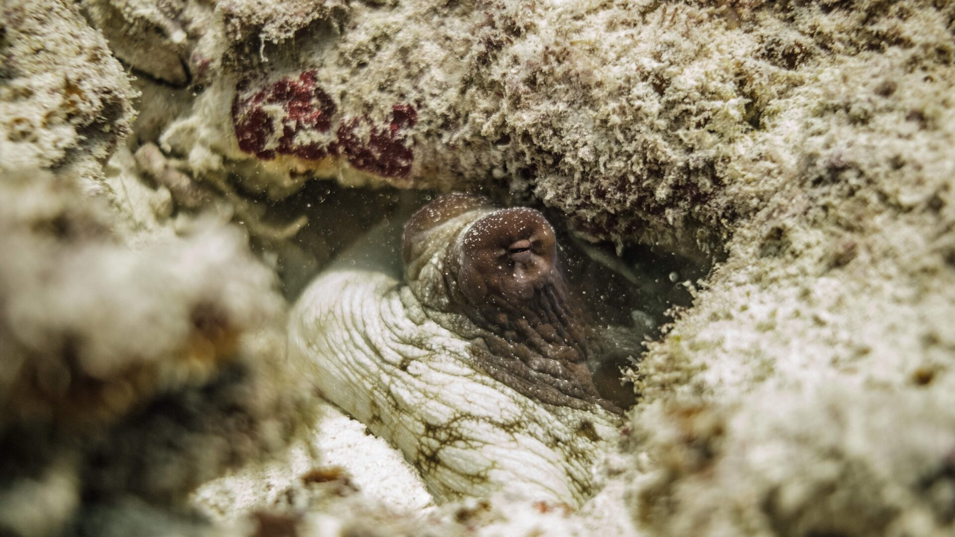 Un pulpo asomándose entre unas rocas.