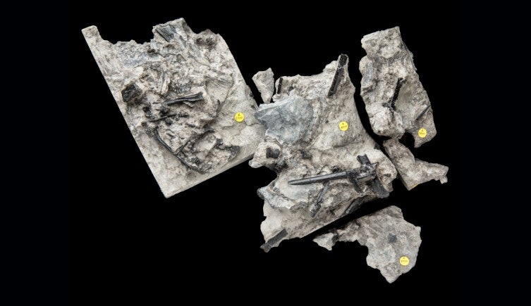 El fósil C. evansae.