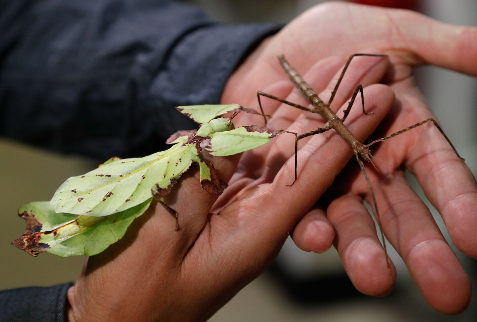 Dos especies de Phasmatodea en París en 2018.