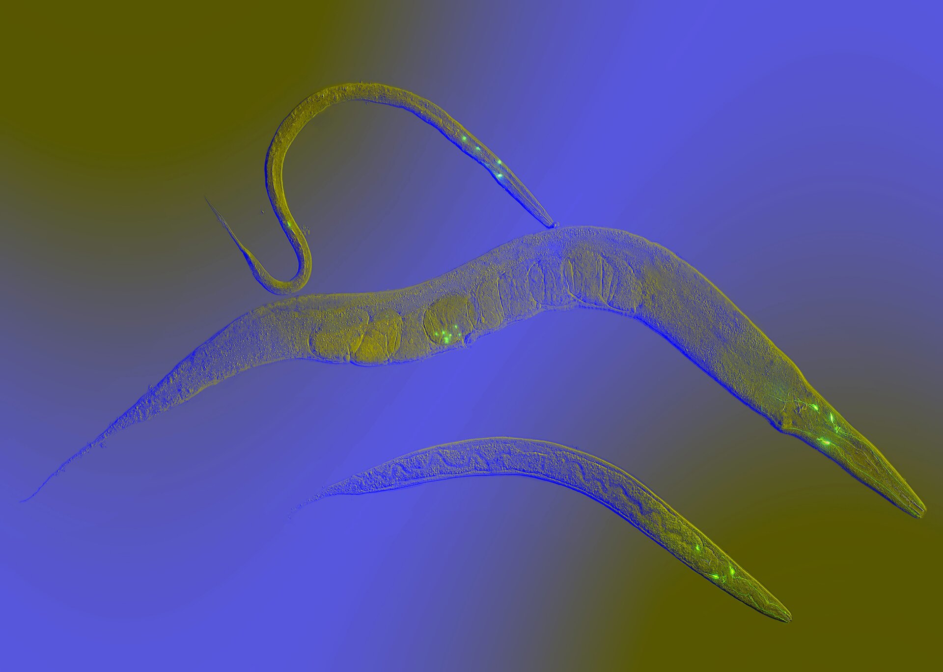 Caenorhabditis elegans gusanos.