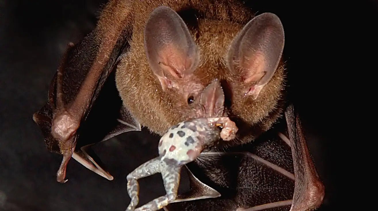 Un murciélago que come ranas.