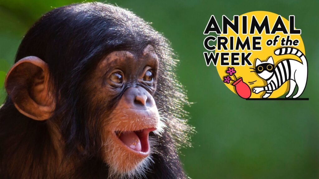 Image: Patrick Rolands