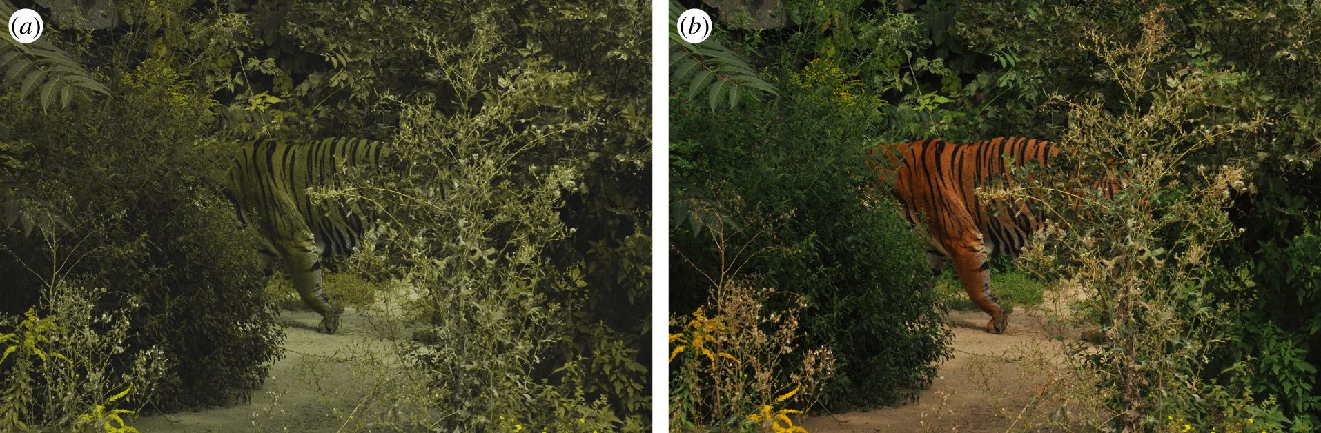 Izquierda: un tigre a través de un filtro ciego rojo-verde. Derecha: un tigre visto a través de un receptor tricromático.