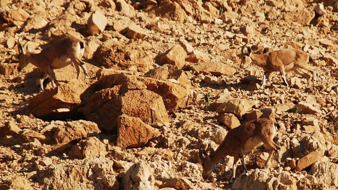 Tres cabras montesas en Cisjordania. 