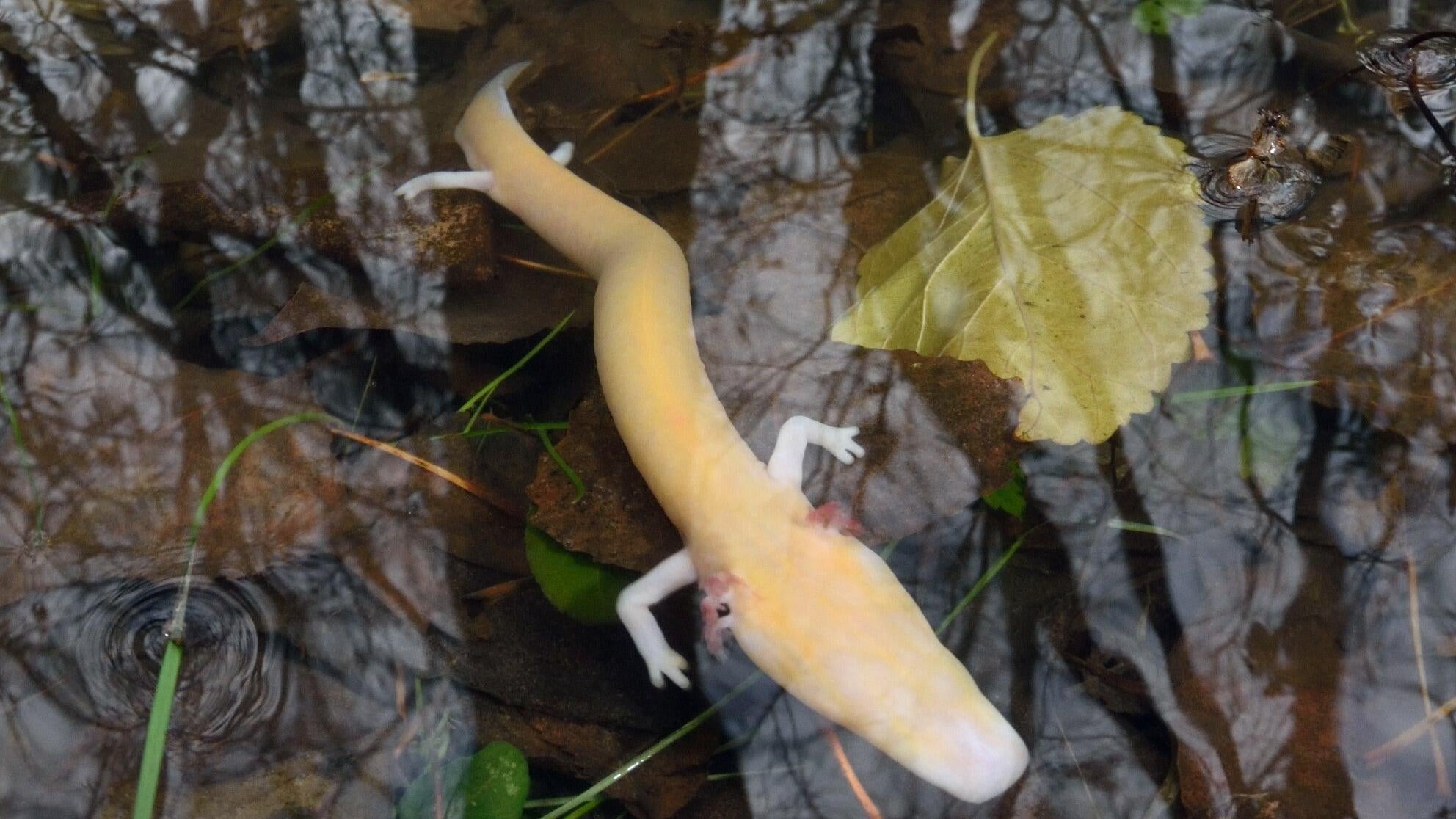 Un olm adulto en un manantial arriba durante el día.