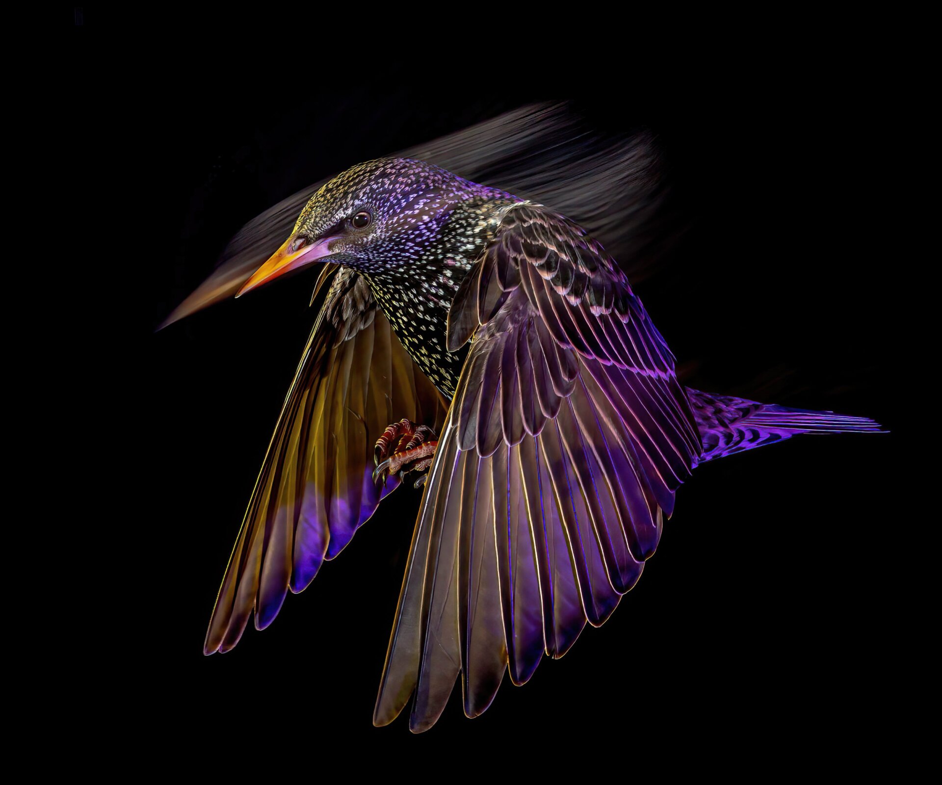 Photo: © Mark Williams / British Wildlife Photography Awards