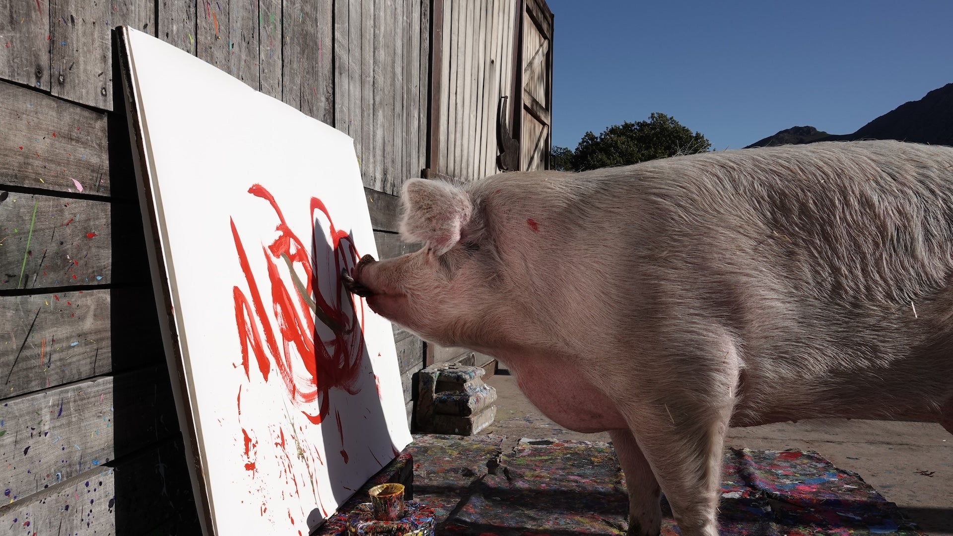 Las pinturas de Pigcasso se vendieron por decenas de miles de dólares. La pintora cerdo firmó su obra con su hocico.