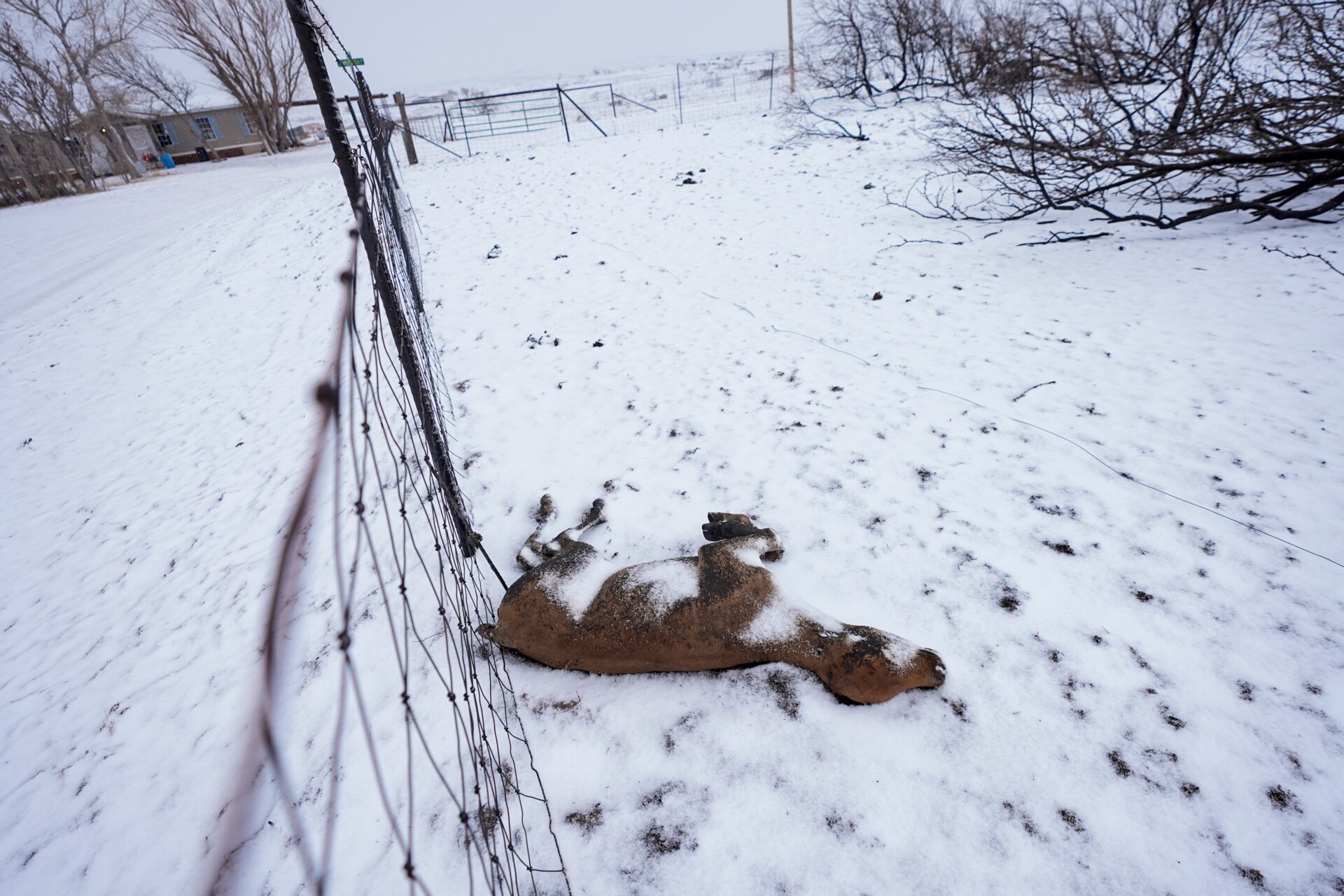 La nieve cubre a un ternero muerto por el incendio de Smokehouse Creek, el jueves 29 de febrero de 2024, en Fritch, Texas.