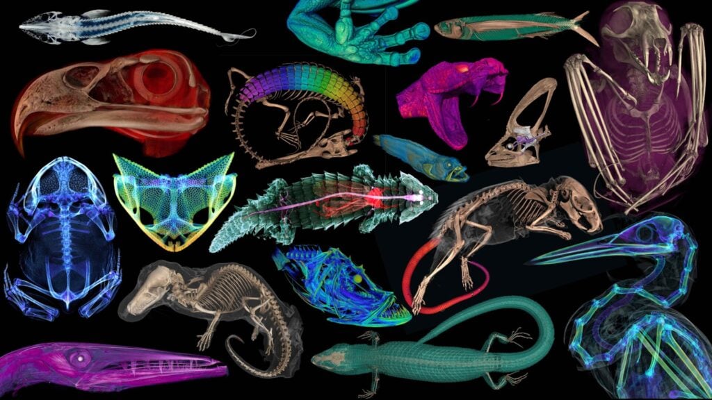 Image: openVertebrate