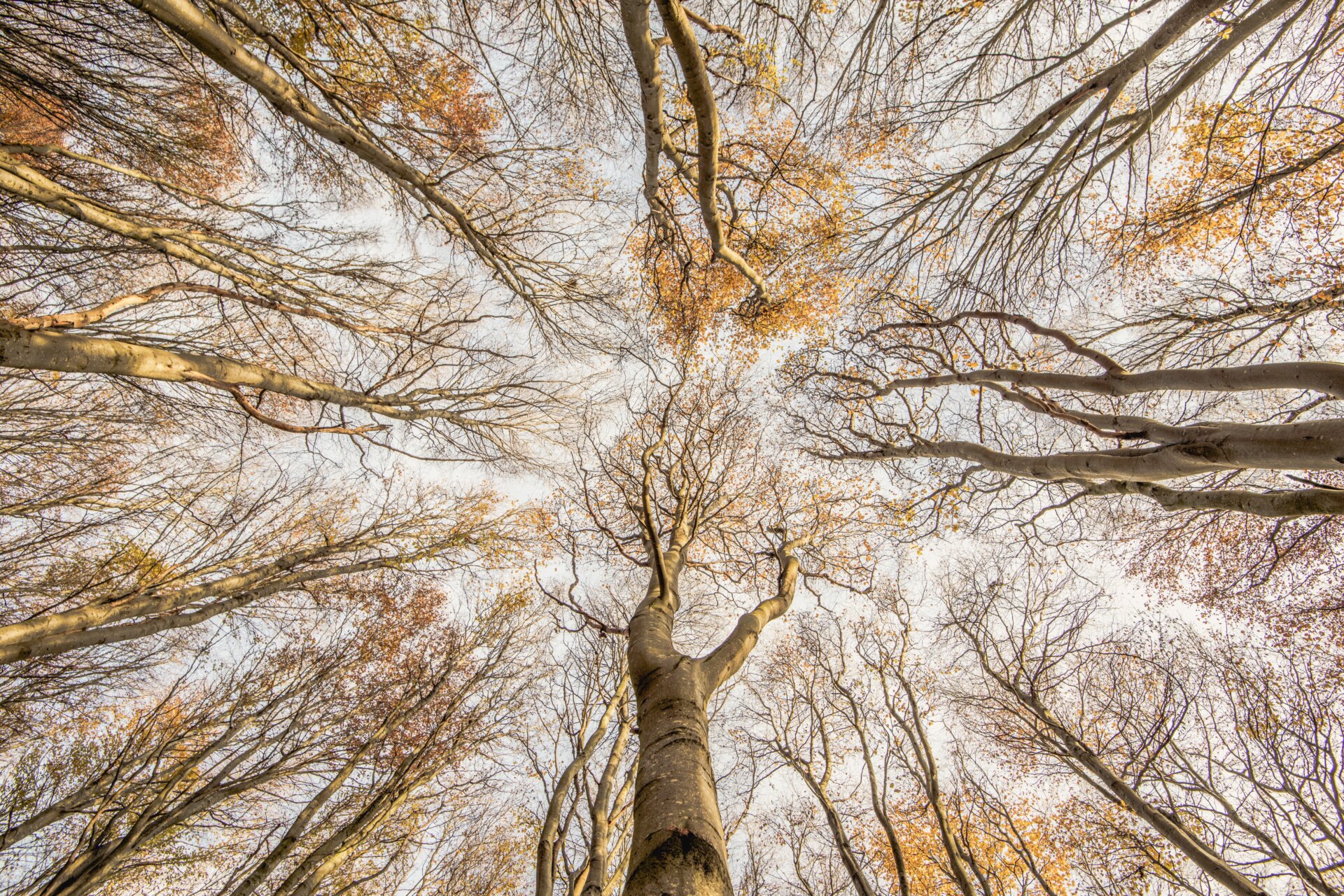 Photo: © Graham Niven / British Wildlife Photography Awards