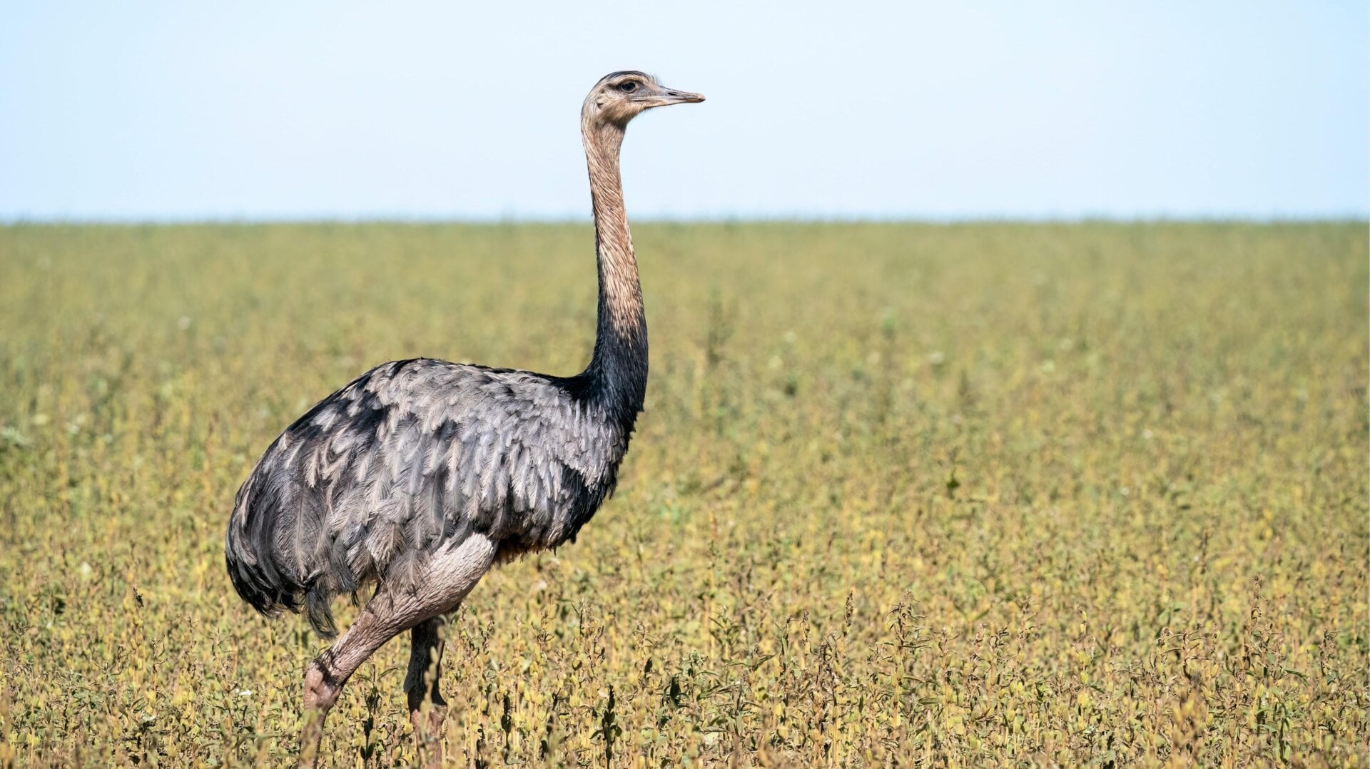 A rhea en Brasil.