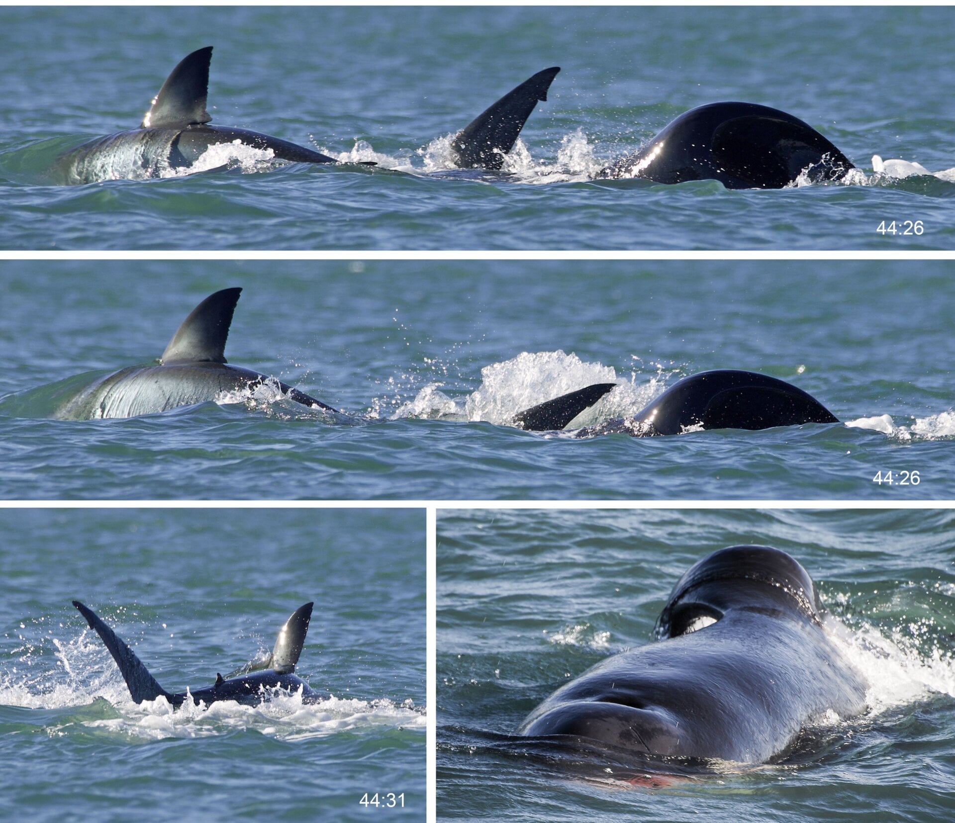 Una orca derribando un gran tiburón blanco.