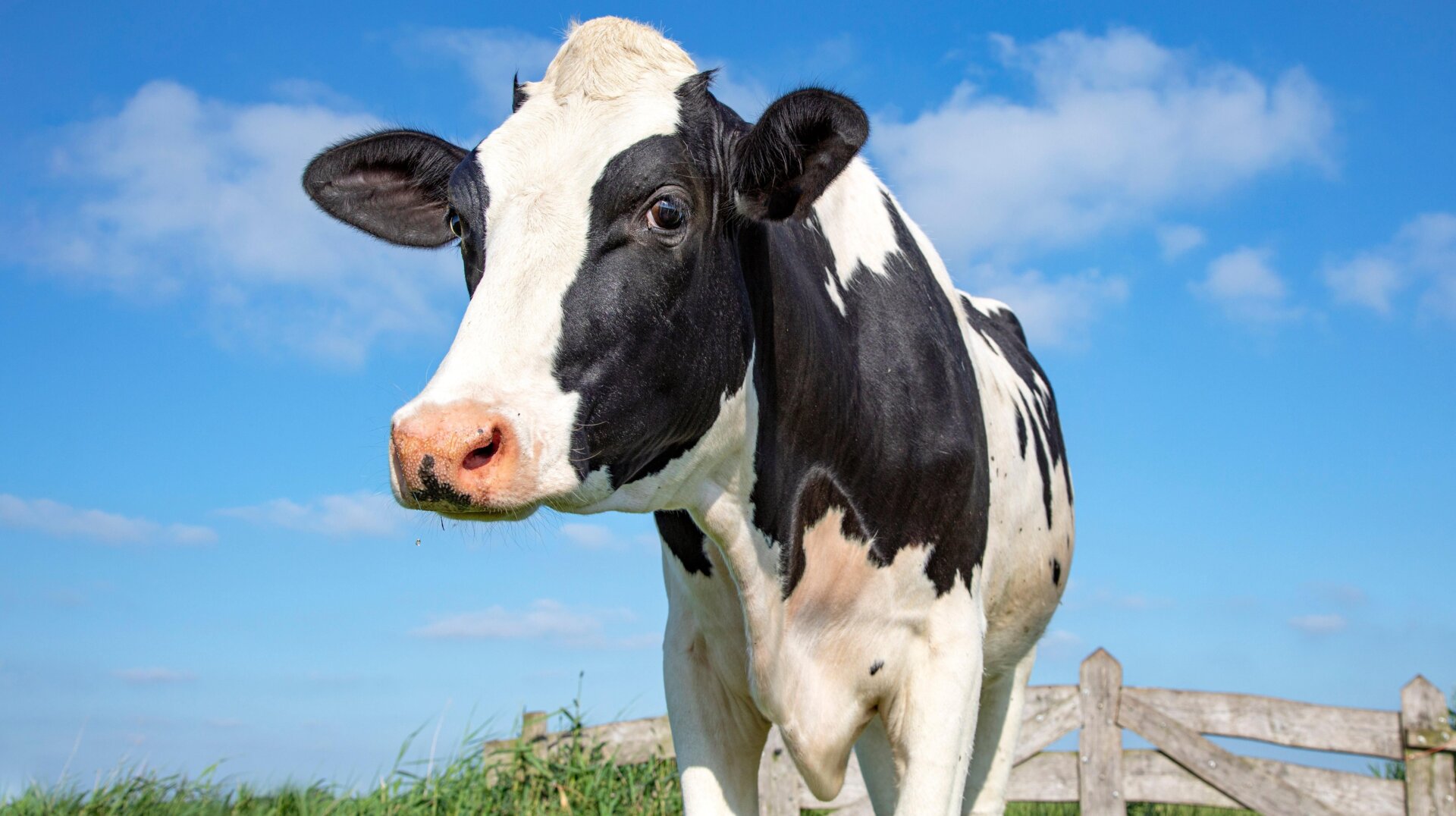 Una vaca adulta en blanco y negro.
