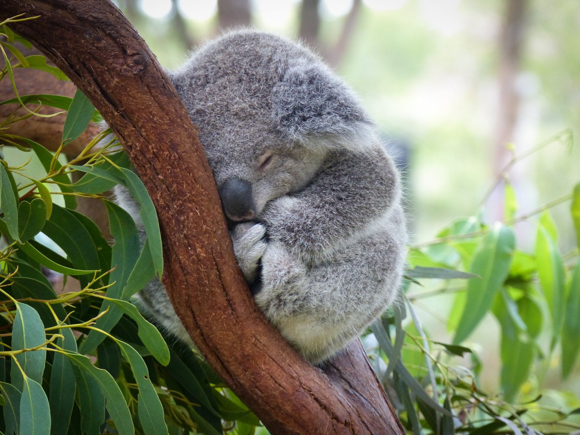 Un bebé koala durmiendo.