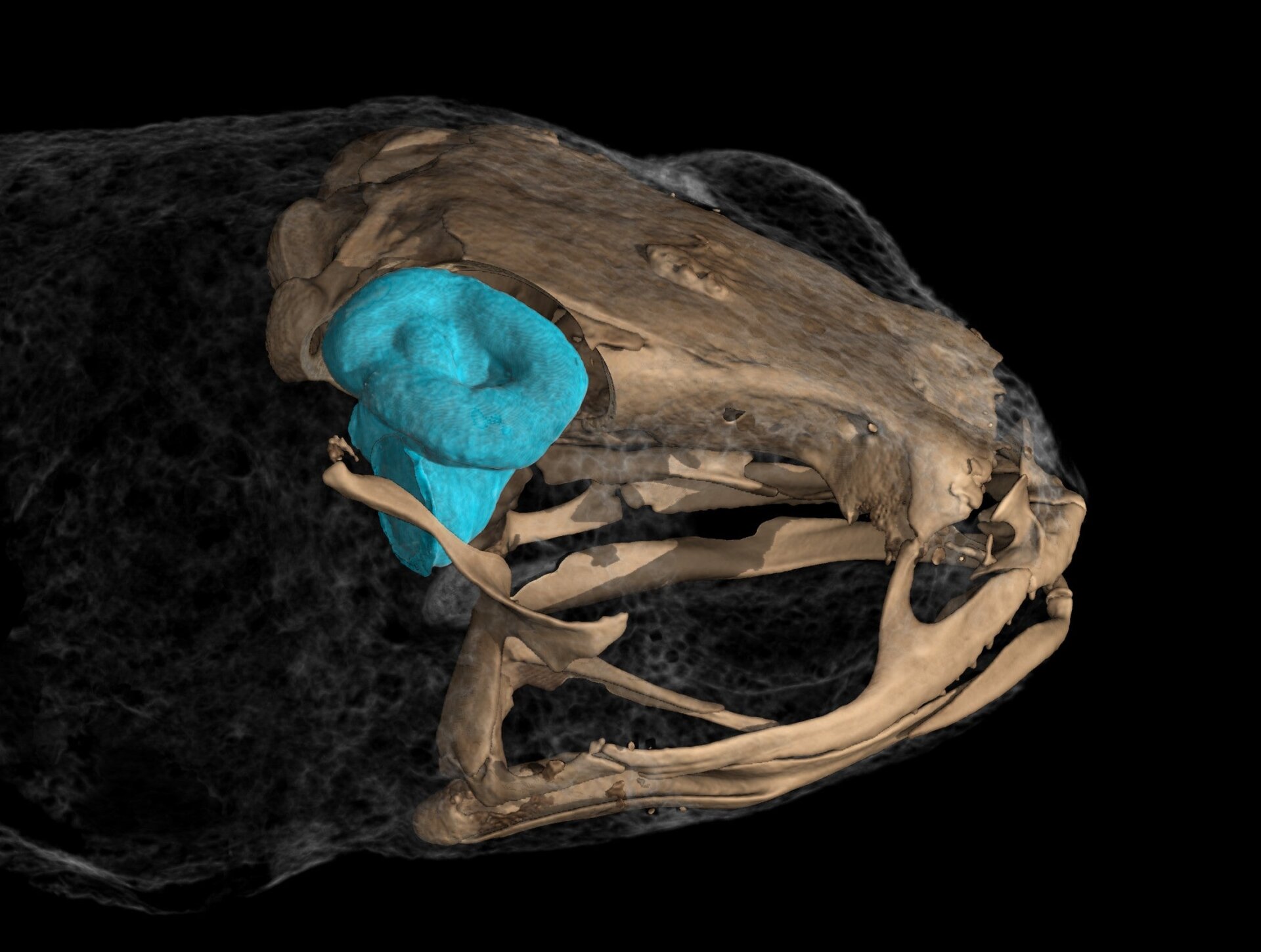 Una vista de primer plano del sistema vestibular de una rana Brachycephalus, que es la más pequeña jamás vista en vertebrados hasta ahora.