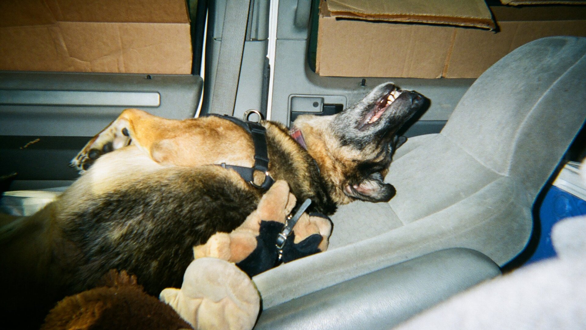 George, el perro, jugando con su mono después de haber regresado del control de animales.
