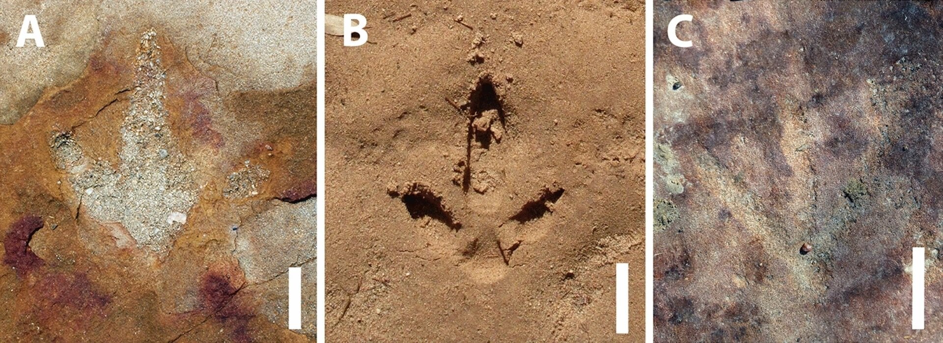 Una huella de dinosaurio (izquierda),  una  huella reciente que emula la (centro), un petroglifo que aparentemente emula la huella de dinosaurio (derecha).