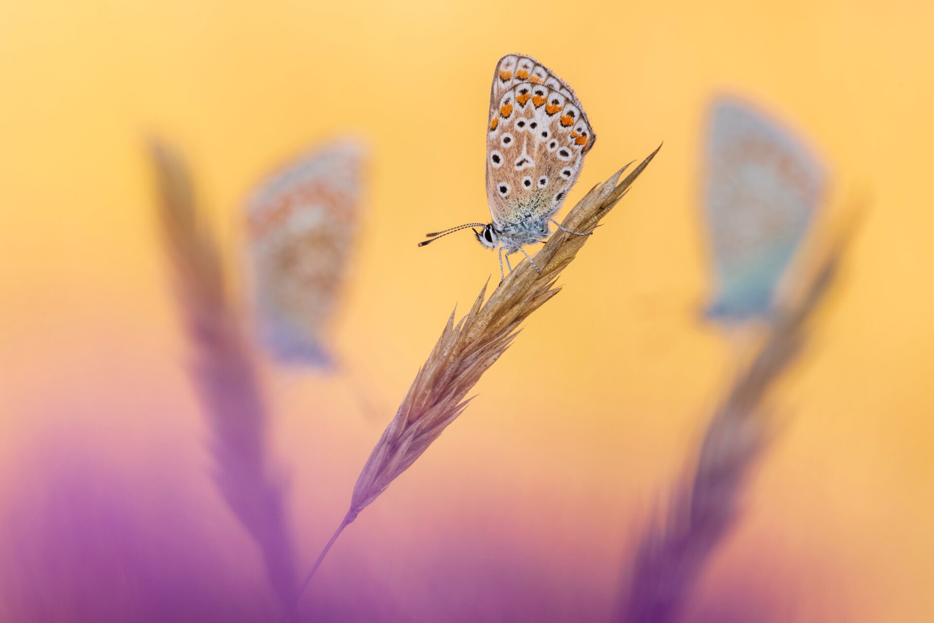 Photo: © Ross Hoddinott / British Wildlife Photography Awards