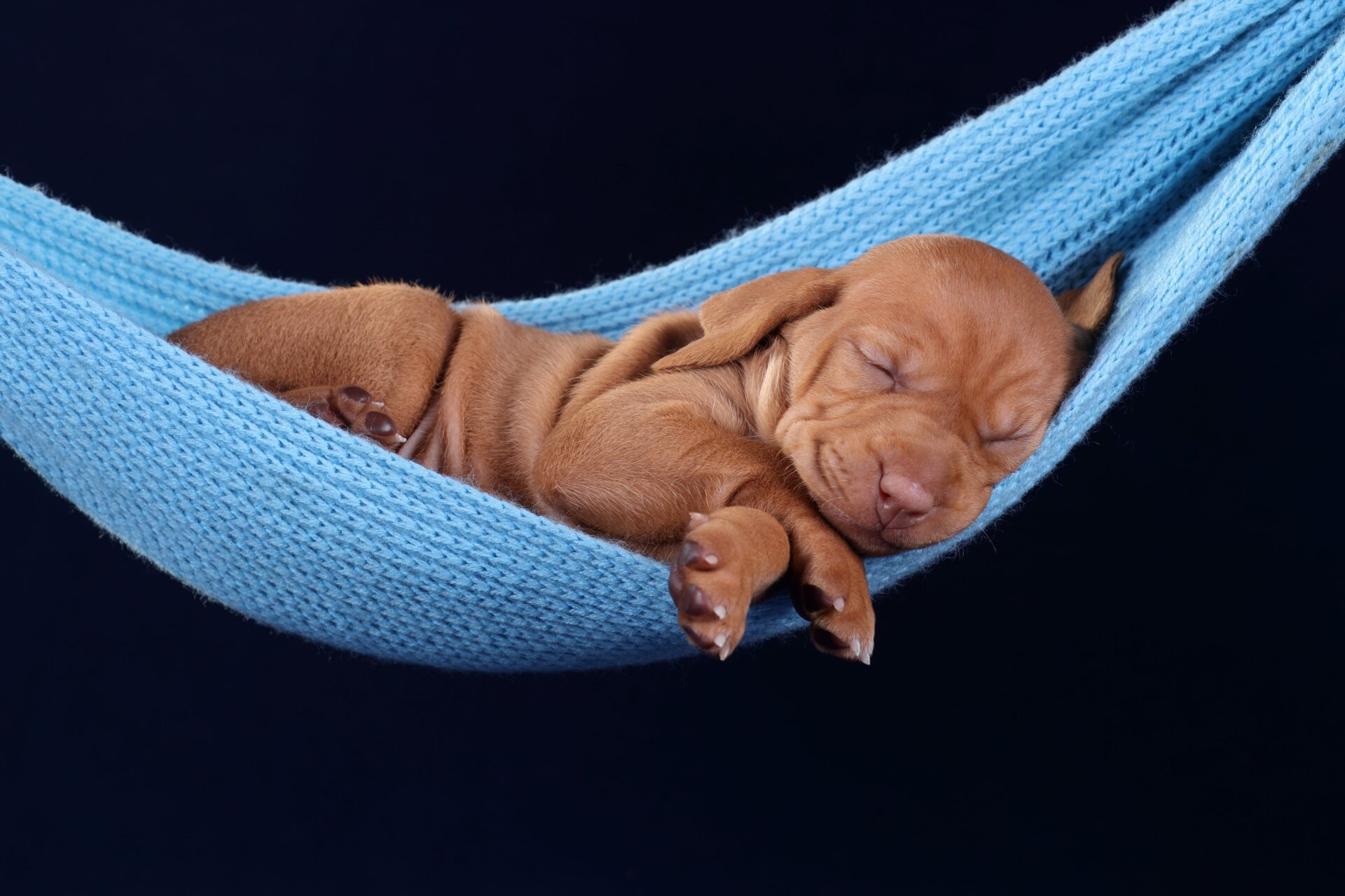 Un cachorro húngaro Vizsla durmiendo en una hamaca
