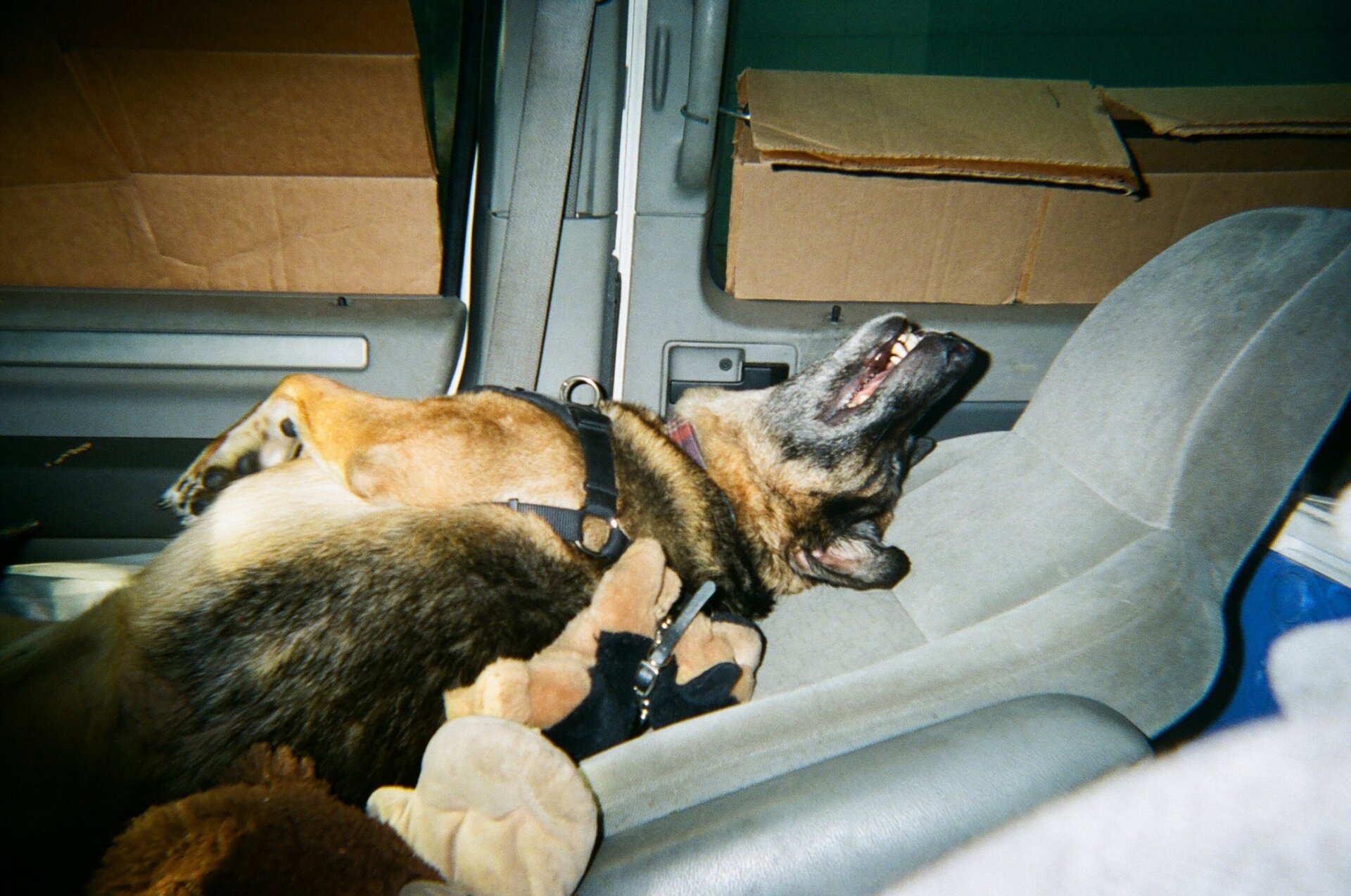 George, el perro, jugando con su mono después de haber regresado del control de animales.