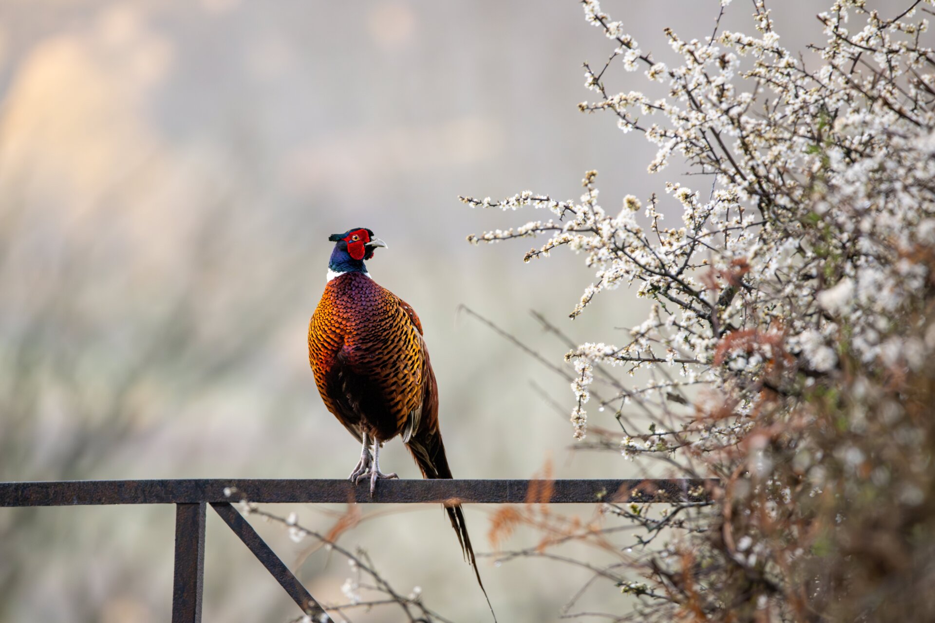 Photo: © Jamie Smart / British Wildlife Photography Awards