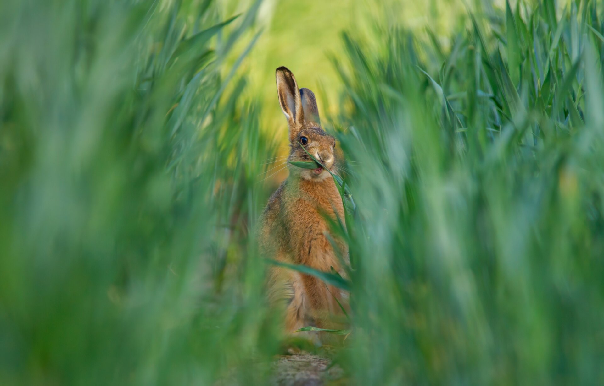 Photo: © Steven Allcock / British Wildlife Photography Awards