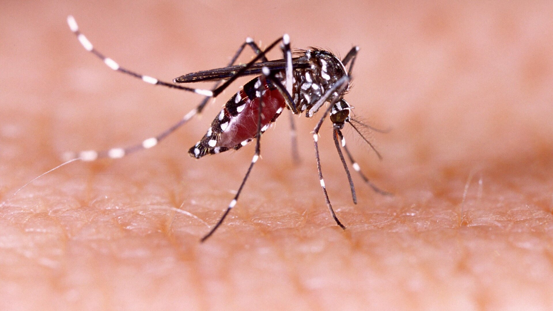 Un chupasangre Aedes aegypti mosquito, una de las especies que puede transmitir el virus Zika.