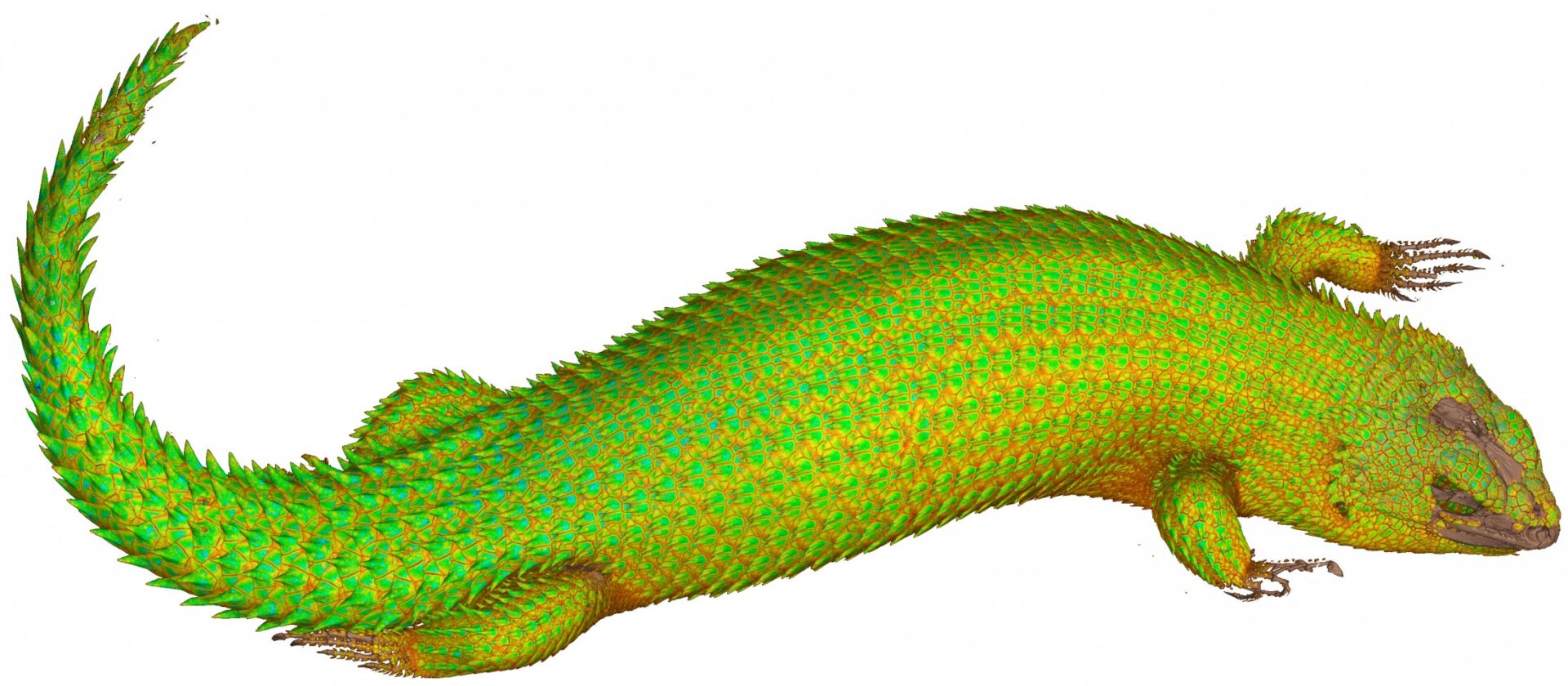 Este es un eslizón de cola espinosa de Hosmer, o Egernia hosmeri. 