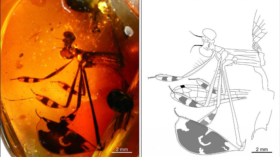 , no simplemente pasando el rato entre plumas desechadas en el mismo trozo de resina de árbol. Este trozo de ámbar fue encontrado en Myanmar y dátiles hace unos 100 millones de años.