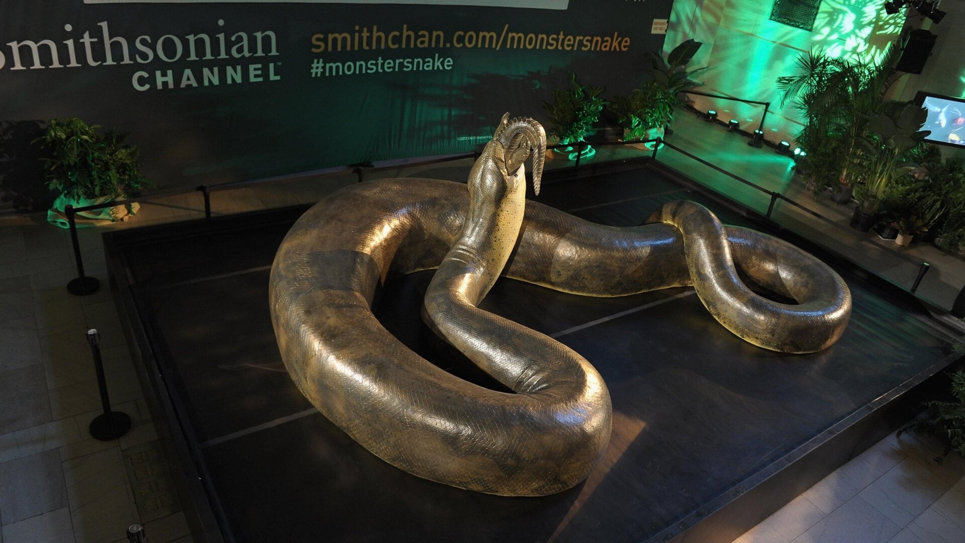 Una reconstrucción a tamaño natural de Titanoboa. Vasuki pudo haber sido más largo.