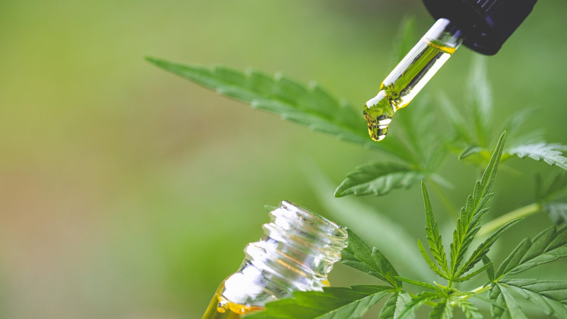 Aceite de CBD derivado del cáñamo.