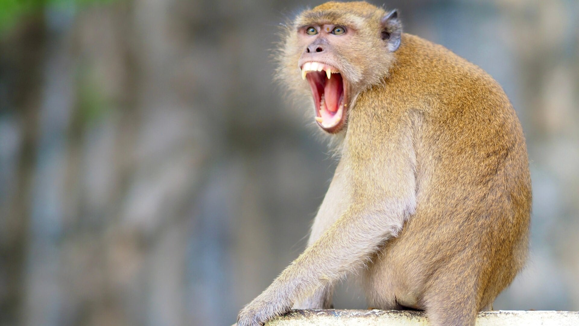 Un macaco Rhesus mostrando sus dientes.