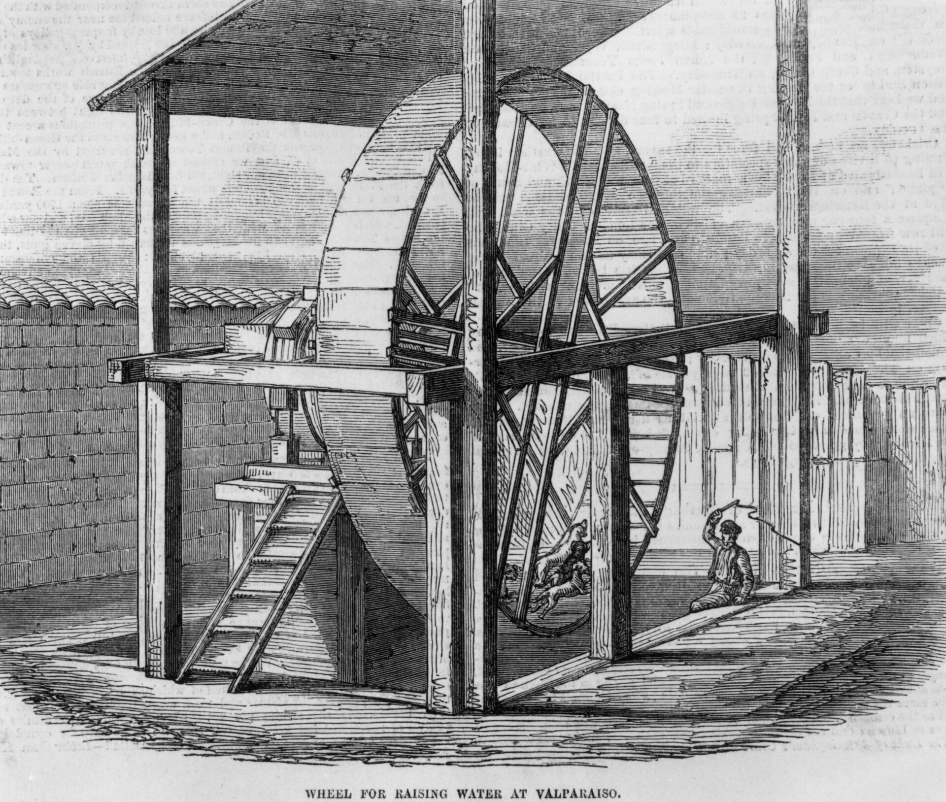 Cuatro perros impulsan una rueda para bombear agua en Valparaíso, Chile, supervisada por un hombre con un látigo, en 1855. 