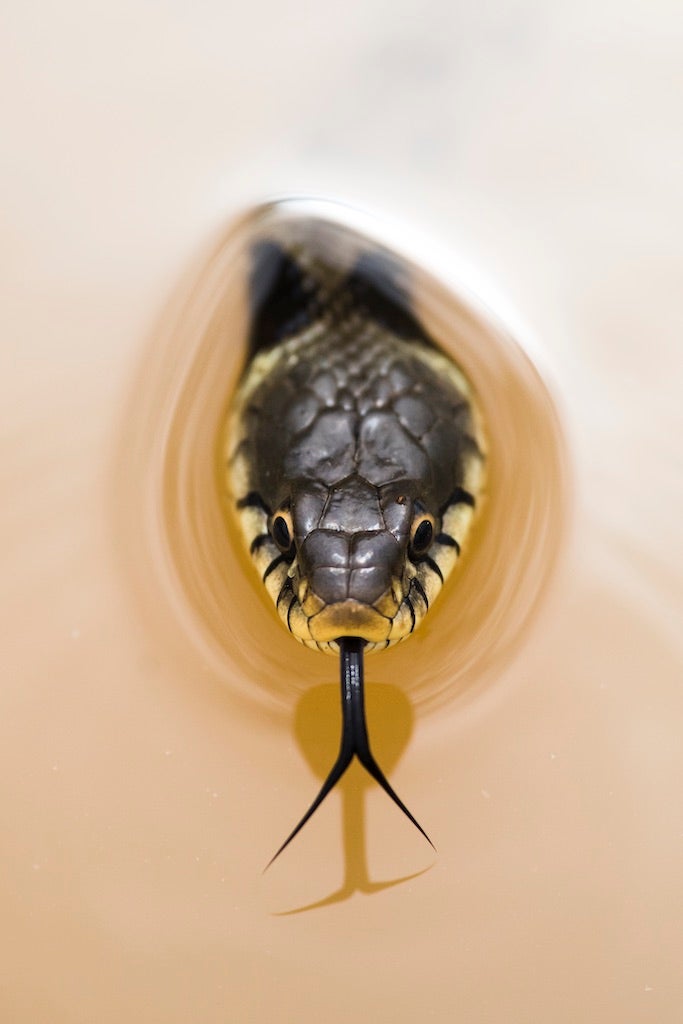 Photo: © Marco Maggesi | cupoty.com