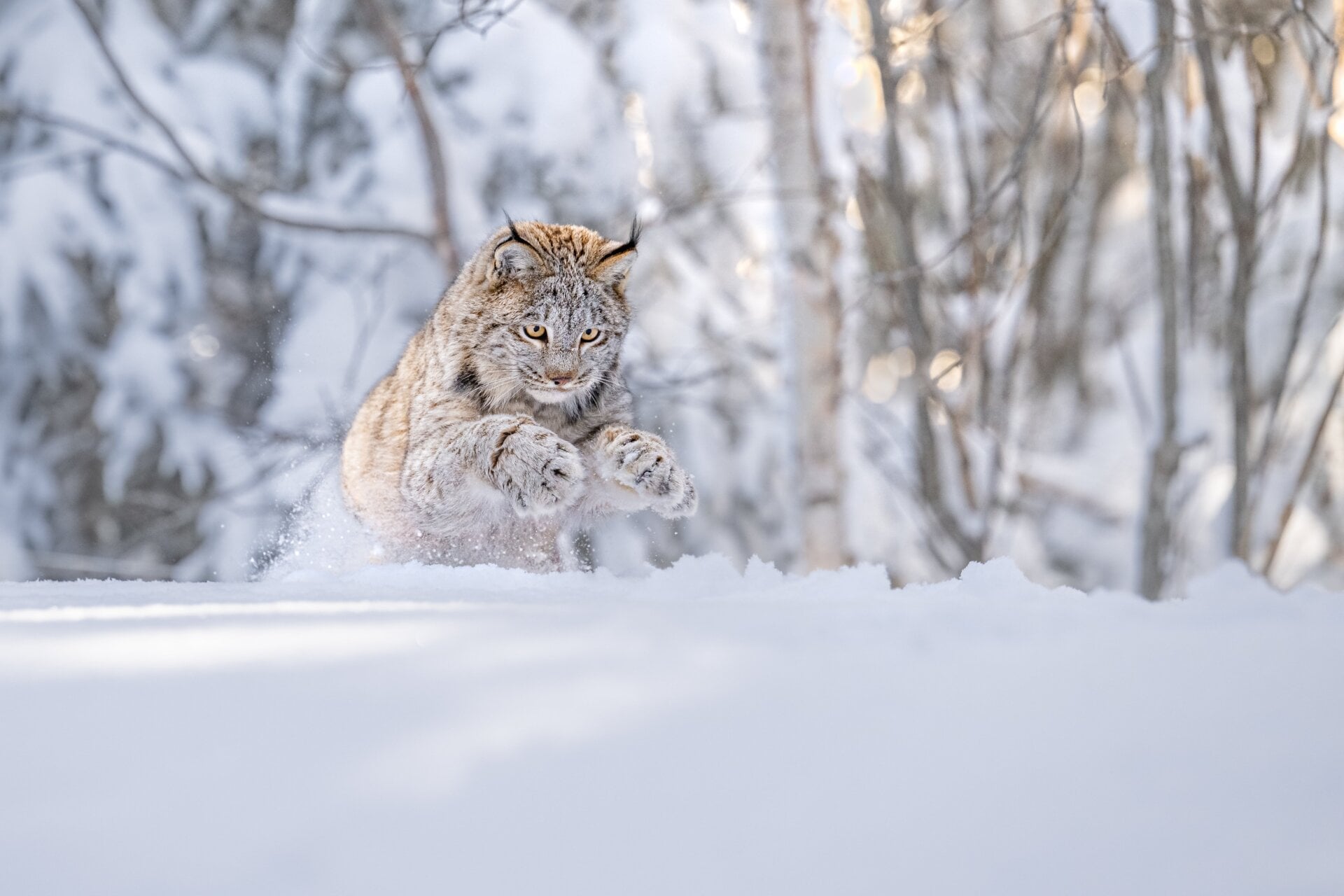 Photo: Thomas Vijayan