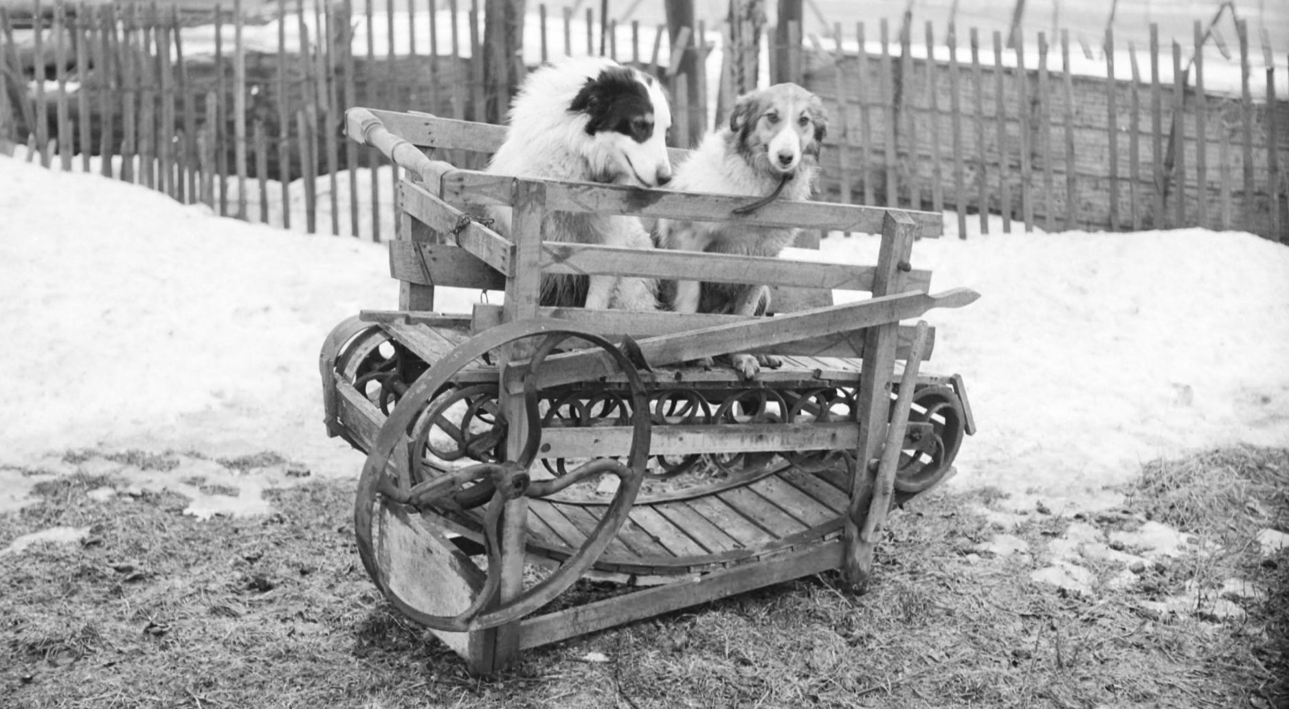 Una cinta de correr impulsada por un perro fotografiada en Canadá en 1954. 