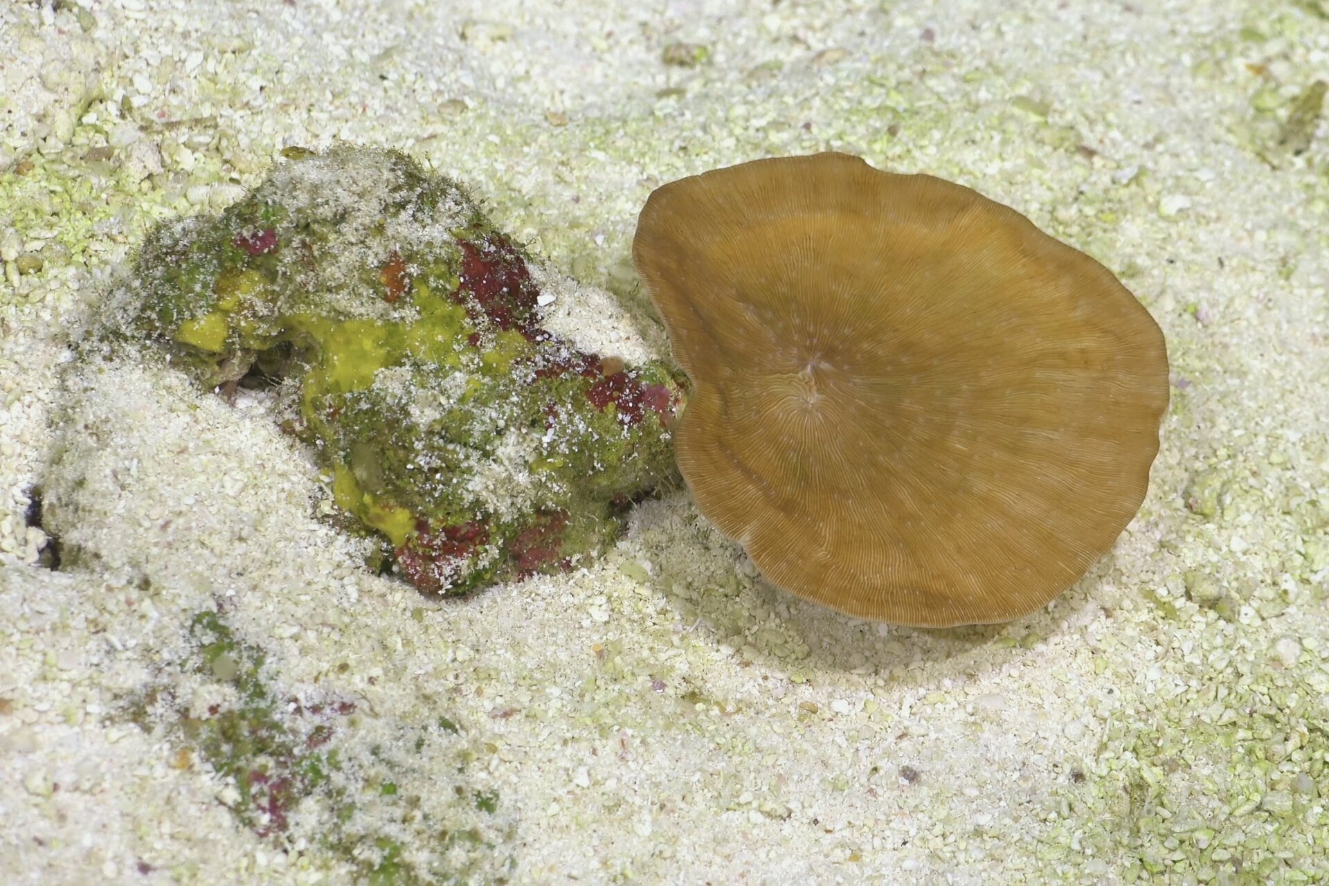 un leptoseris coral documentado en la inmersión 672.