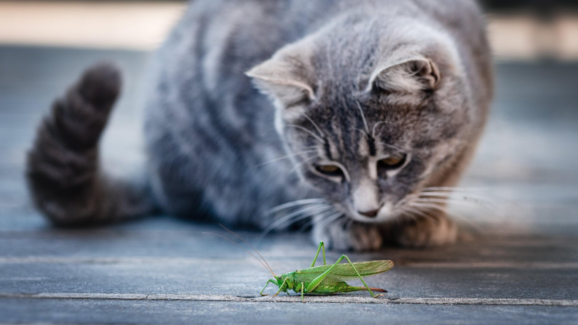 Un gato jugando con su comida potencial, un saltamontes.