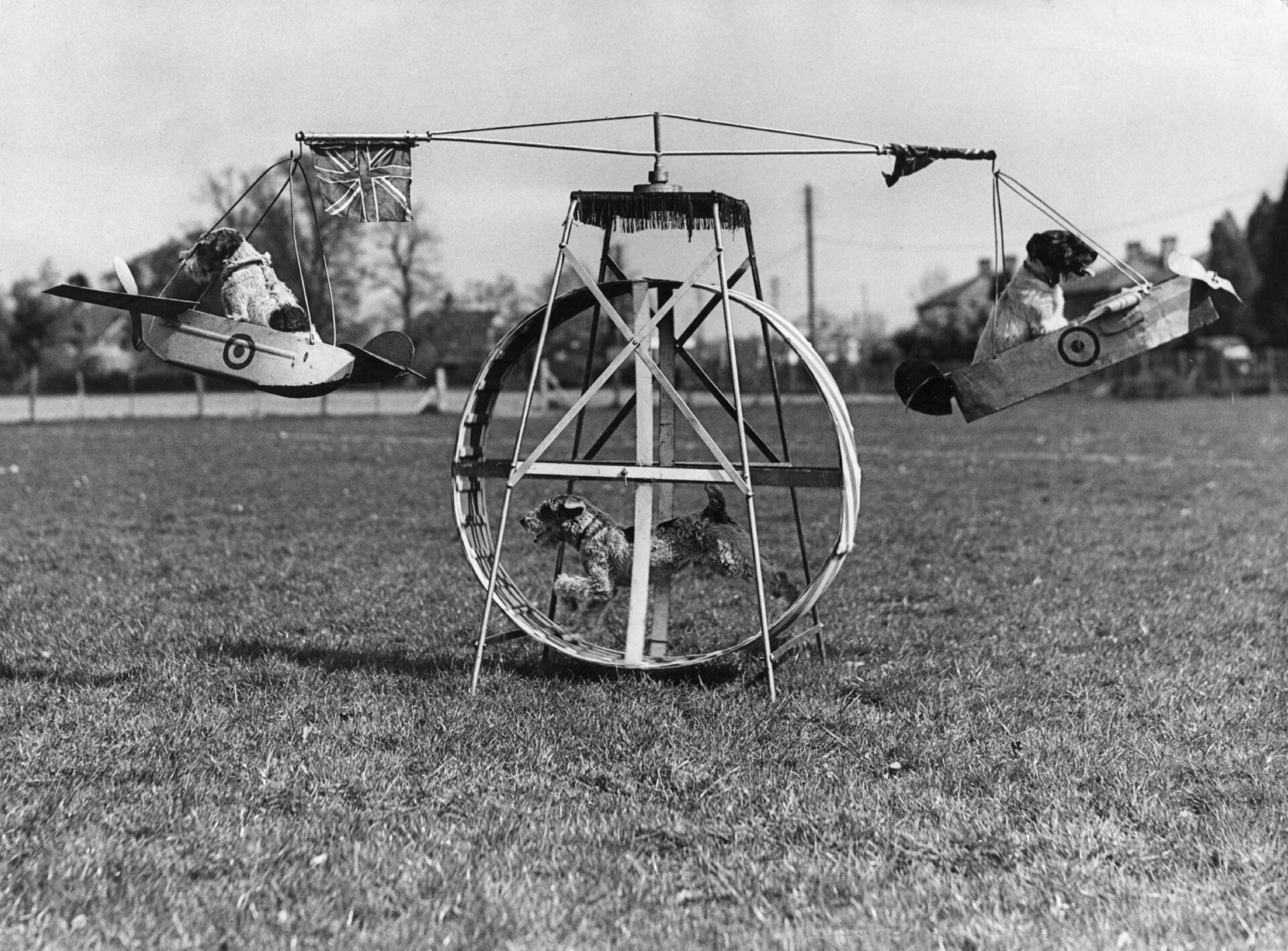 Tres perros practican en una máquina voladora para su espectáculo de circo. Uno gira una rueda que mueve los aviones en los que se sientan los demás en Abril  21, 1943. 