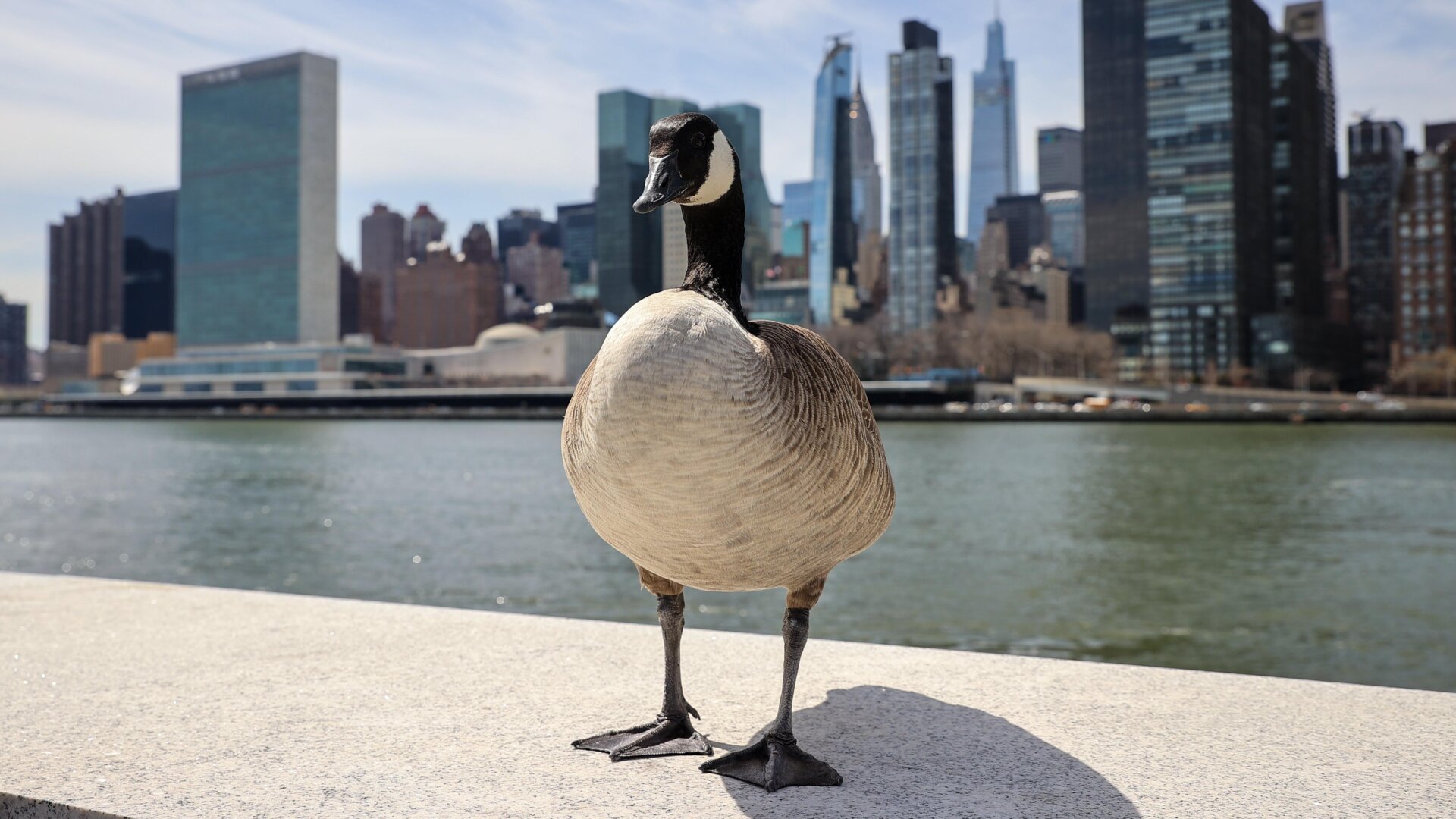 Los científicos encontraron rastros de H5N1 en seis aves silvestres de cuatro especies diferentes, incluido el ganso de Canadá. Arriba, se ve un ganso de Canadá en  La isla Roosevelt de Nueva York el 11 de abril de 2022.