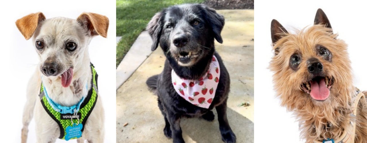 Solo algunos de los perros mayores disponibles para adopción en Muttville Senior Dog Rescue en el área de la Bahía, incluido Pyrex (izquierda, #11860) , Sundae (centro, #11732), y Kabob (derecha, #11852)