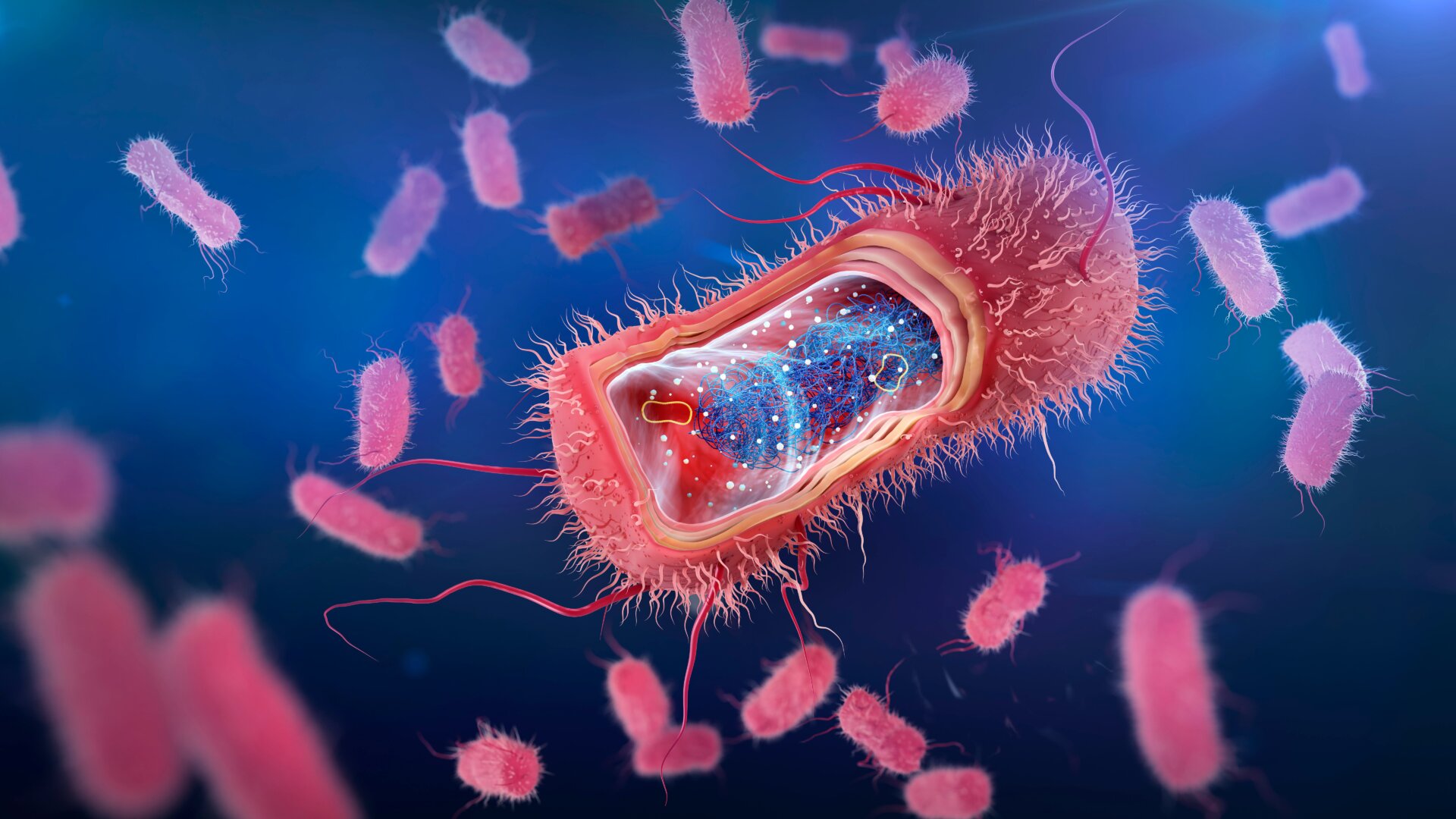 Una ilustracion de Escherichia coli bacterias