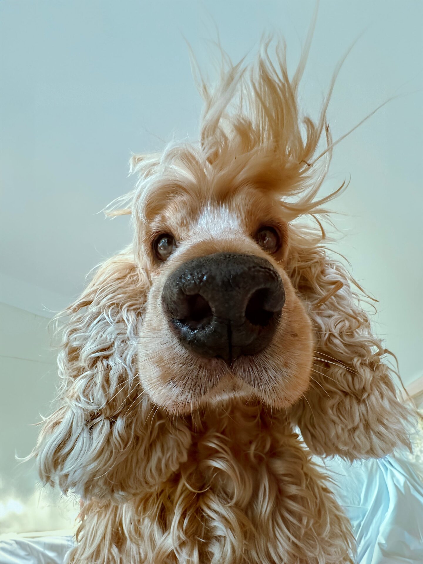 Photo: ©Lock Liu/Comedy Pets