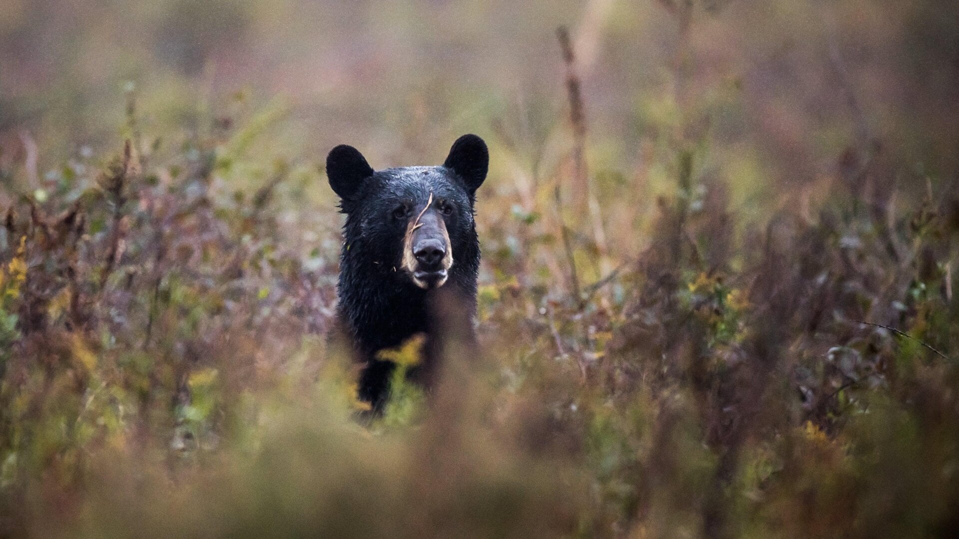 Un oso negro (ursus americanus) se ve en un campo en el Refugio Nacional de Vida Silvestre Alligator River en Carolina del Norte.