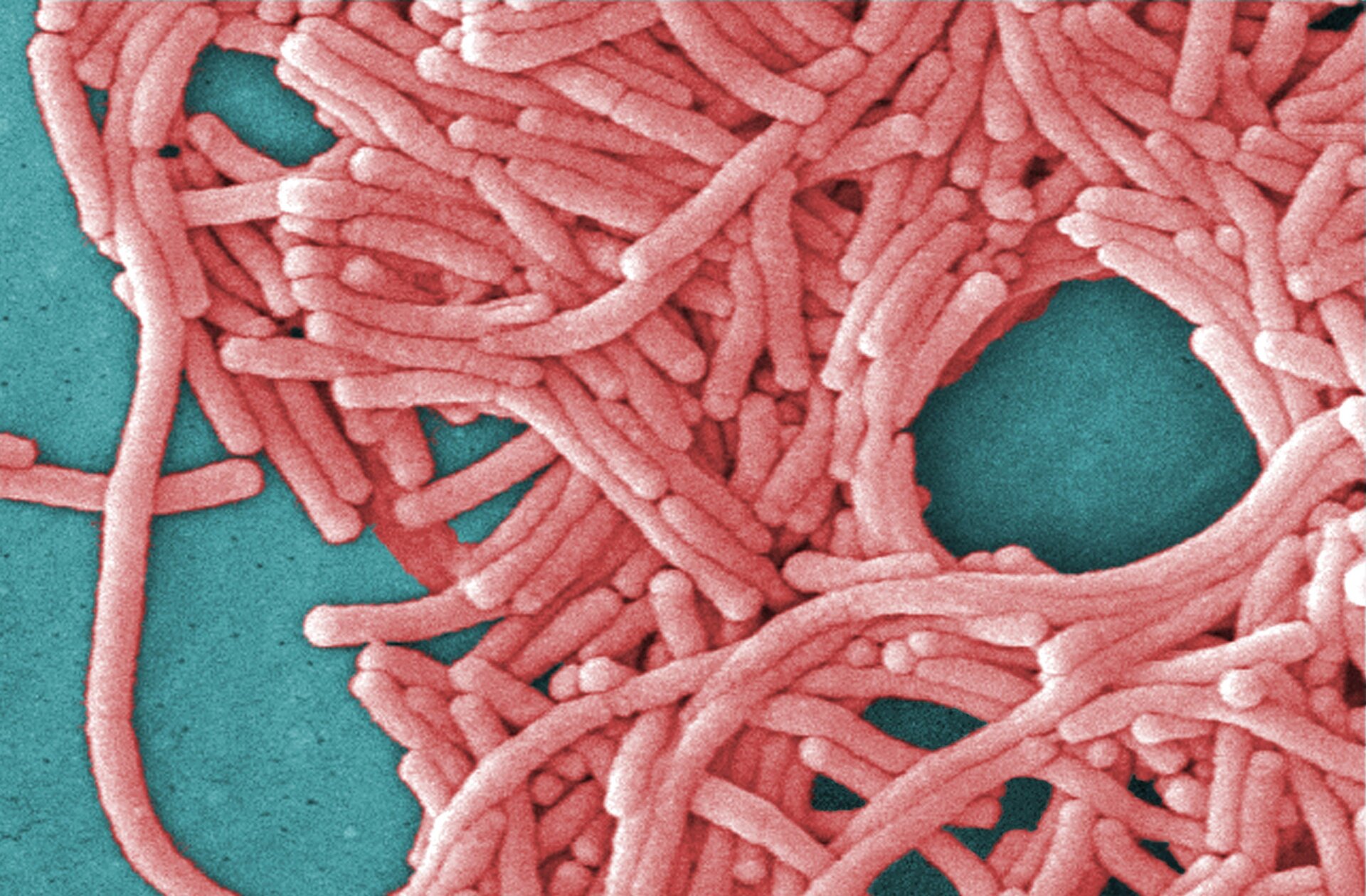 Una imagen sin dada de Legionella pneumophila bacterias.